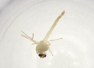  ( - CBG-A03604-C01)  @11 [ ] CreativeCommons - Attribution (2023) Centre for Biodiversity Genomics Centre for Biodiversity Genomics