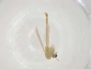  ( - CBG-A03604-C05)  @11 [ ] CreativeCommons - Attribution (2023) Centre for Biodiversity Genomics Centre for Biodiversity Genomics