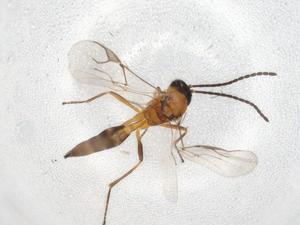 ( - BIOUG87567-F07)  @11 [ ] CreativeCommons - Attribution (2022) Centre for Biodiversity Genomics Centre for Biodiversity Genomics