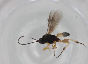  (Therophilus sp. 3 - BIOUG99158-B03)  @11 [ ] CreativeCommons - Attribution (2023) Centre for Biodiversity Genomics Centre for Biodiversity Genomics