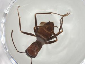  ( - CBG-A04702-G01)  @11 [ ] CreativeCommons - Attribution (2023) Centre for Biodiversity Genomics Centre for Biodiversity Genomics