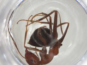  ( - CBG-A04702-G02)  @11 [ ] CreativeCommons - Attribution (2023) Centre for Biodiversity Genomics Centre for Biodiversity Genomics