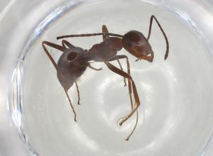  ( - CBG-A04702-G04)  @11 [ ] CreativeCommons - Attribution (2023) Centre for Biodiversity Genomics Centre for Biodiversity Genomics