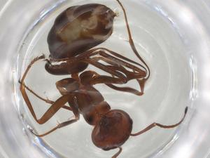  ( - CBG-A04702-G05)  @11 [ ] CreativeCommons - Attribution (2023) Centre for Biodiversity Genomics Centre for Biodiversity Genomics