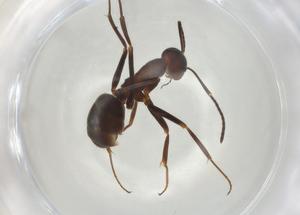  ( - CBG-A04704-A11)  @11 [ ] CreativeCommons - Attribution (2023) Centre for Biodiversity Genomics Centre for Biodiversity Genomics