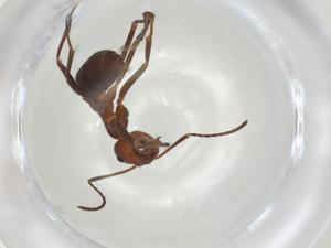  ( - CBG-A04704-B03)  @11 [ ] CreativeCommons - Attribution (2023) Centre for Biodiversity Genomics Centre for Biodiversity Genomics