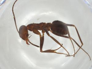  ( - CBG-A04704-F06)  @11 [ ] CreativeCommons - Attribution (2023) Centre for Biodiversity Genomics Centre for Biodiversity Genomics