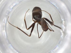  ( - CBG-A04704-F07)  @11 [ ] CreativeCommons - Attribution (2023) Centre for Biodiversity Genomics Centre for Biodiversity Genomics