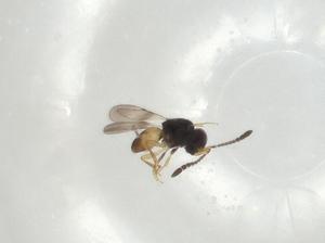  ( - CBG-A04704-F09)  @11 [ ] CreativeCommons - Attribution (2023) Centre for Biodiversity Genomics Centre for Biodiversity Genomics