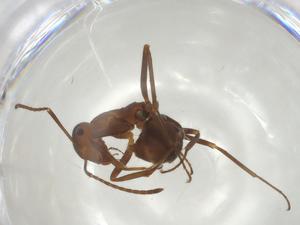  ( - CBG-A04704-G02)  @11 [ ] CreativeCommons - Attribution (2023) Centre for Biodiversity Genomics Centre for Biodiversity Genomics