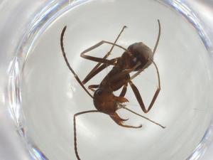  ( - CBG-A04704-G03)  @11 [ ] CreativeCommons - Attribution (2023) Centre for Biodiversity Genomics Centre for Biodiversity Genomics