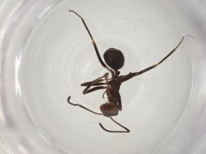  ( - CBG-A04705-A09)  @11 [ ] CreativeCommons - Attribution (2023) Centre for Biodiversity Genomics Centre for Biodiversity Genomics