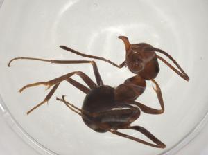  ( - CBG-A04705-A12)  @11 [ ] CreativeCommons - Attribution (2023) Centre for Biodiversity Genomics Centre for Biodiversity Genomics