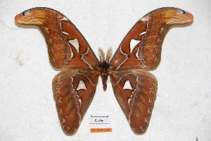  (Attacus atlas - BC-RBP-0549)  @15 [ ] Copyright (2010) Ron Brechlin Research Collection of Ron Brechlin