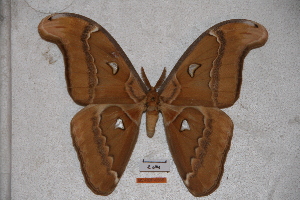  (Attacus aurantiacus - BC-RBP-0565)  @14 [ ] Copyright (2010) Ron Brechlin Research Collection of Ron Brechlin