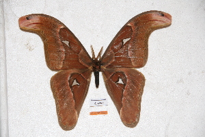  (Attacus philippina - BC-RBP-0586)  @14 [ ] Copyright (2010) Ron Brechlin Research Collection of Ron Brechlin