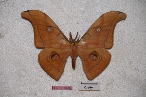  (Antheraea niasiana - BC-RBP-0686)  @13 [ ] Copyright (2010) Ron Brechlin Research Collection of Ron Brechlin