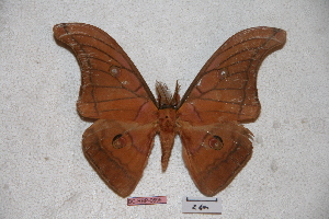  (Antheraea mindanaoana - BC-RBP-0695)  @13 [ ] Copyright (2010) Ron Brechlin Research Collection of Ron Brechlin