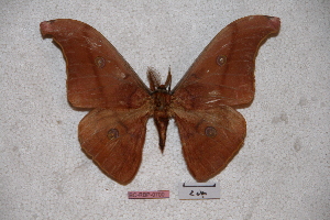  (Antheraea cihangiri - BC-RBP-0700)  @13 [ ] Copyright (2010) Ron Brechlin Research Collection of Ron Brechlin