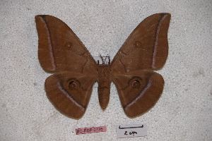 (Antheraea pratti - BC-RBP-0735)  @15 [ ] Copyright (2010) Ron Brechlin Research Collection of Ron Brechlin