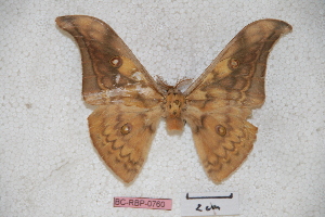  (Antheraea banggaiana - BC-RBP-0760)  @13 [ ] Copyright (2010) Ron Brechlin Research Collection of Ron Brechlin