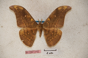  (Antheraea taripaensis - BC-RBP-0763)  @15 [ ] Copyright (2010) Ron Brechlin Research Collection of Ron Brechlin