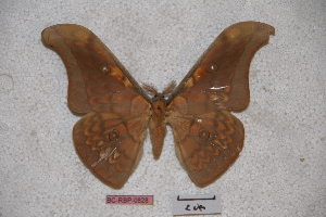  (Antheraea harndti - BC-RBP-0828)  @14 [ ] Copyright (2010) Ron Brechlin Research Collection of Ron Brechlin