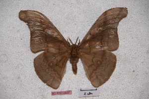  (Antheraea schroederi - BC-RBP-0837)  @13 [ ] Copyright (2010) Ron Brechlin Research Collection of Ron Brechlin
