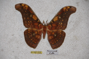 (Antheraea negrorissa - BC-RBP-0905)  @15 [ ] Copyright (2010) Ron Brechlin Research Collection of Ron Brechlin