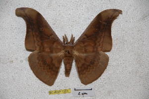  (Antheraea andamana - BC-RBP-1323)  @13 [ ] Copyright (2010) Ron Brechlin Research Collection of Ron Brechlin