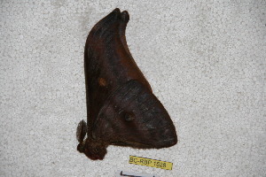  ( - BC-RBP-1528)  @12 [ ] Copyright (2010) Ron Brechlin Research Collection of Ron Brechlin