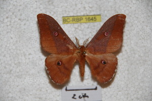  (Neodiphthera paukstadtorum - BC-RBP-1645)  @13 [ ] Copyright (2010) Ron Brechlin Research Collection of Ron Brechlin