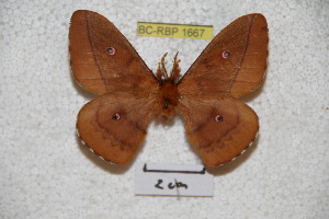  (Neodiphthera habemana - BC-RBP-1667)  @12 [ ] Copyright (2010) Ron Brechlin Research Collection of Ron Brechlin