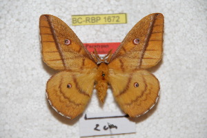  (Neodiphthera schaarschmidti - BC-RBP-1672)  @14 [ ] Copyright (2010) Ron Brechlin Research Collection of Ron Brechlin