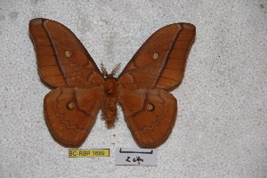  (Neodiphthera joiceyi - BC-RBP-1689)  @12 [ ] Copyright (2010) Ron Brechlin Research Collection of Ron Brechlin