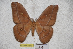  (Neodiphthera intermedia - BC-RBP-1695)  @13 [ ] Copyright (2010) Ron Brechlin Research Collection of Ron Brechlin