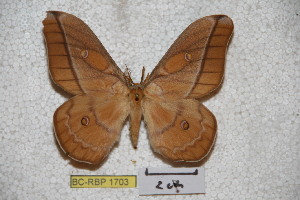  (Neodiphthera foucheri - BC-RBP-1703)  @13 [ ] Copyright (2010) Ron Brechlin Research Collection of Ron Brechlin