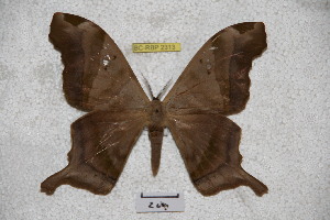  ( - BC-RBP-2313)  @13 [ ] Copyright (2010) Ron Brechlin Research Collection of Ron Brechlin