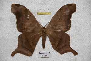  ( - BC-RBP-2314)  @13 [ ] Copyright (2010) Ron Brechlin Research Collection of Ron Brechlin