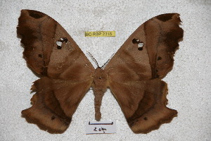  ( - BC-RBP-2316)  @13 [ ] Copyright (2010) Ron Brechlin Research Collection of Ron Brechlin