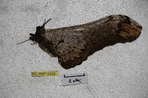  ( - BC-RBP-2329)  @12 [ ] Copyright (2010) Ron Brechlin Research Collection of Ron Brechlin