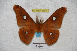  ( - BC-RBP 2884)  @13 [ ] Copyright (2010) Ron Brechlin Research Collection of Ron Brechlin