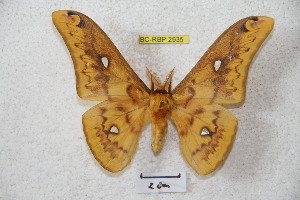  ( - BC-RBP 2935)  @14 [ ] Copyright (2010) Ron Brechlin Research Collection of Ron Brechlin
