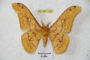  ( - BC-RBP 2936)  @14 [ ] Copyright (2010) Ron Brechlin Research Collection of Ron Brechlin