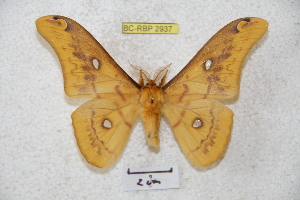  ( - BC-RBP 2937)  @13 [ ] Copyright (2010) Ron Brechlin Research Collection of Ron Brechlin