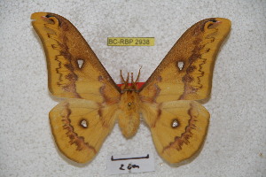  ( - BC-RBP 2938)  @13 [ ] Copyright (2010) Ron Brechlin Research Collection of Ron Brechlin