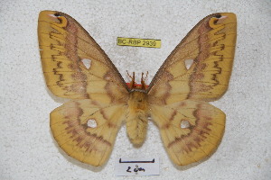  ( - BC-RBP 2939)  @14 [ ] Copyright (2010) Ron Brechlin Research Collection of Ron Brechlin
