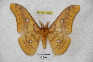  ( - BC-RBP 2940)  @14 [ ] Copyright (2010) Ron Brechlin Research Collection of Ron Brechlin