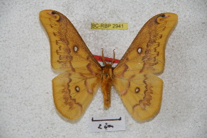  ( - BC-RBP 2941)  @14 [ ] Copyright (2010) Ron Brechlin Research Collection of Ron Brechlin