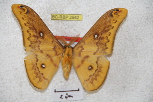  ( - BC-RBP 2942)  @14 [ ] Copyright (2010) Ron Brechlin Research Collection of Ron Brechlin